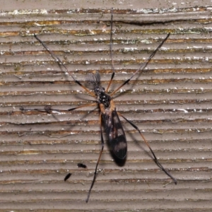 Unidentified Crane fly, midge, mosquito & gnat (several families) (TBC) at suppressed by TimL