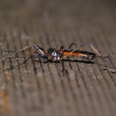 Gynoplistia (Gynoplistia) bella at Acton, ACT - 6 Oct 2022