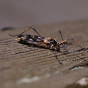 Gynoplistia (Gynoplistia) bella at Acton, ACT - 6 Oct 2022