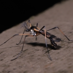 Gynoplistia (Gynoplistia) bella at Acton, ACT - 6 Oct 2022