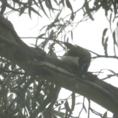 Entomyzon cyanotis (Blue-faced Honeyeater) at Acton, ACT - 6 Oct 2022 by TomW