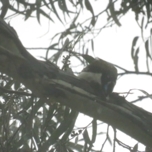 Entomyzon cyanotis at Acton, ACT - 7 Oct 2022