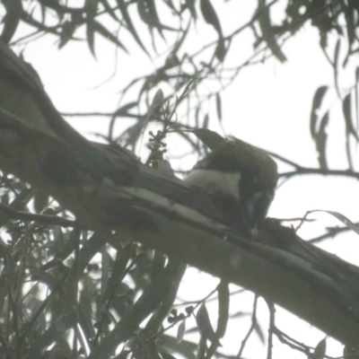 Entomyzon cyanotis (Blue-faced Honeyeater) at Acton, ACT - 6 Oct 2022 by TomW