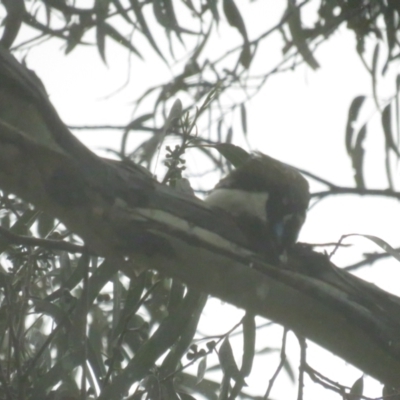 Entomyzon cyanotis (Blue-faced Honeyeater) at Lake Burley Griffin West - 6 Oct 2022 by TomW
