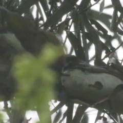 Entomyzon cyanotis at Acton, ACT - 7 Oct 2022