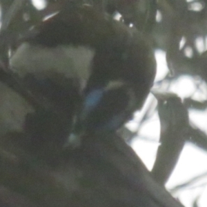 Entomyzon cyanotis at Acton, ACT - 7 Oct 2022