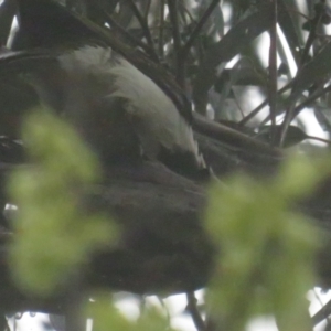 Entomyzon cyanotis at Acton, ACT - 7 Oct 2022