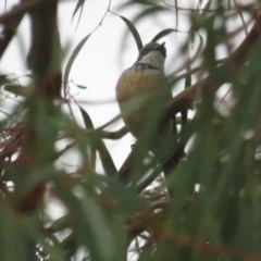 Pachycephala rufiventris (Rufous Whistler) at Griffith, ACT - 7 Oct 2022 by BenW