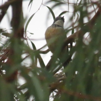 Pachycephala rufiventris (Rufous Whistler) at Griffith, ACT - 7 Oct 2022 by BenW