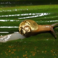Mysticarion porrectus (Golden Semi-slug) at Acton, ACT - 5 Oct 2022 by TimL