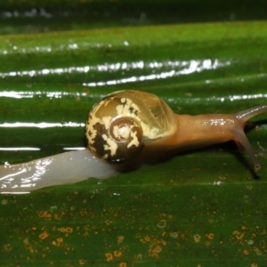 Mysticarion porrectus (Golden Semi-slug) at Acton, ACT by TimL