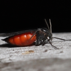 Sciaridae sp. (family) (Black fungus gnat) at ANBG - 5 Oct 2022 by TimL