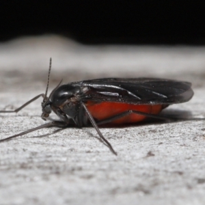 Sciaridae sp. (family) at Acton, ACT - 5 Oct 2022