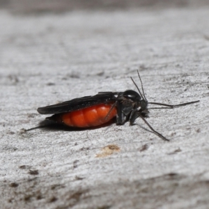 Sciaridae sp. (family) at Acton, ACT - 5 Oct 2022