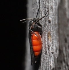 Sciaridae sp. (family) at Acton, ACT - 5 Oct 2022