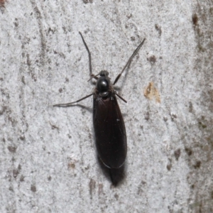 Sciaridae sp. (family) at Acton, ACT - 5 Oct 2022 11:56 AM