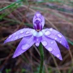 Glossodia major at Stromlo, ACT - 7 Oct 2022