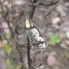 Philobota lysizona (A concealer moth) at Jerrabomberra, ACT - 6 Oct 2022 by Mike