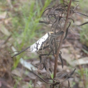 Philobota lysizona at Jerrabomberra, ACT - 6 Oct 2022 03:52 PM