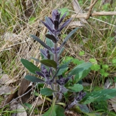 Ajuga australis (Austral Bugle) at Stromlo, ACT - 3 Oct 2022 by RobG1