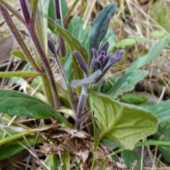 Ajuga australis at Stromlo, ACT - 3 Oct 2022