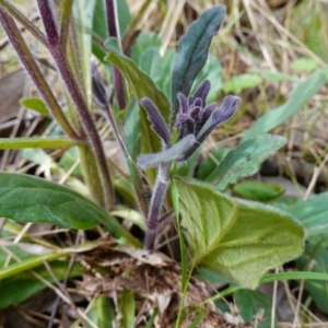 Ajuga australis at Stromlo, ACT - 3 Oct 2022