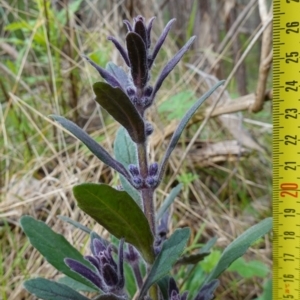 Ajuga australis at Stromlo, ACT - 3 Oct 2022