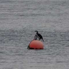 Phalacrocorax fuscescens (Black-faced Cormorant) at Adventure Bay, TAS - 21 Sep 2022 by Rixon