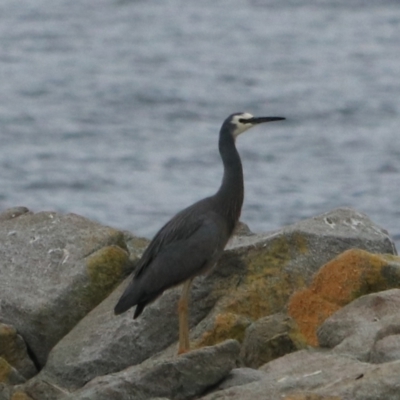 Egretta novaehollandiae (White-faced Heron) at South Bruny, TAS - 21 Sep 2022 by Rixon