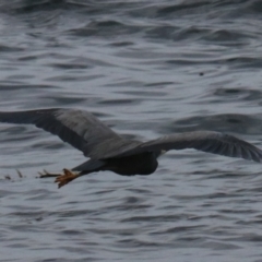 Egretta novaehollandiae at South Bruny, TAS - 21 Sep 2022