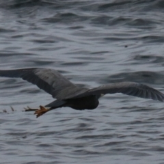 Egretta novaehollandiae at South Bruny, TAS - 21 Sep 2022 11:44 AM