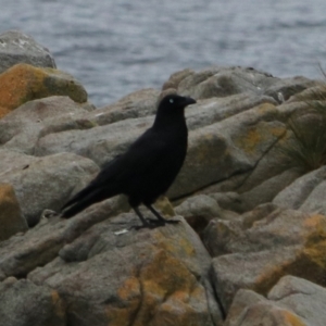 Corvus tasmanicus at South Bruny, TAS - 21 Sep 2022 11:44 AM