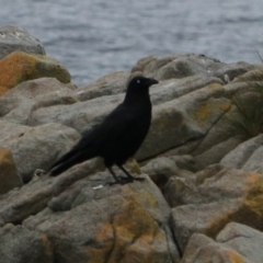 Corvus tasmanicus (Forest Raven) at South Bruny, TAS - 21 Sep 2022 by Rixon