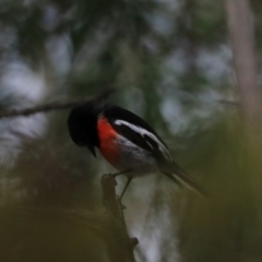 Petroica boodang (Scarlet Robin) at South Bruny, TAS - 21 Sep 2022 by Rixon