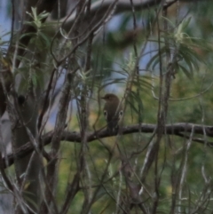 Petroica boodang at South Bruny, TAS - 21 Sep 2022