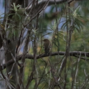 Petroica boodang at South Bruny, TAS - 21 Sep 2022