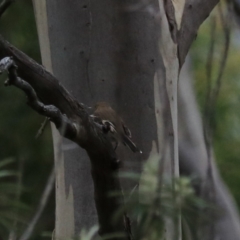 Petroica boodang at South Bruny, TAS - 21 Sep 2022