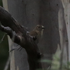 Petroica boodang at South Bruny, TAS - 21 Sep 2022