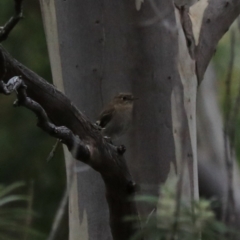 Petroica boodang at South Bruny, TAS - 21 Sep 2022