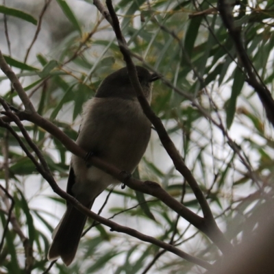 Pachycephala pectoralis (Golden Whistler) at South Bruny National Park - 21 Sep 2022 by Rixon