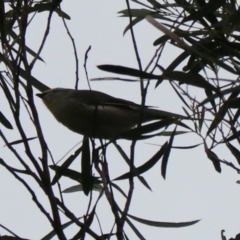Pardalotus striatus (Striated Pardalote) at South Bruny National Park - 21 Sep 2022 by Rixon