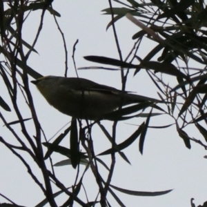 Pardalotus striatus at South Bruny, TAS - 21 Sep 2022