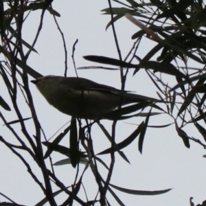 Pardalotus striatus at South Bruny, TAS - 21 Sep 2022 01:00 PM