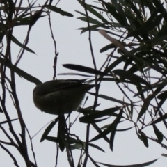 Pardalotus striatus at South Bruny, TAS - 21 Sep 2022