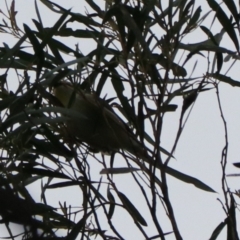 Pardalotus striatus at South Bruny, TAS - 21 Sep 2022