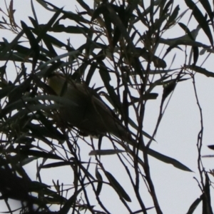 Pardalotus striatus at South Bruny, TAS - 21 Sep 2022 01:00 PM