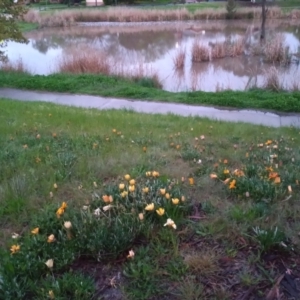 Gazania sp. at Gordon, ACT - 7 Oct 2022 07:20 PM