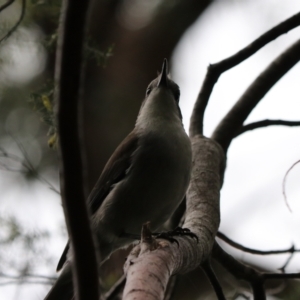 Colluricincla harmonica at South Bruny, TAS - 21 Sep 2022 01:23 PM