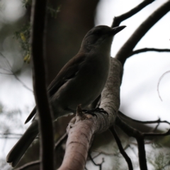 Colluricincla harmonica at South Bruny, TAS - 21 Sep 2022 01:23 PM