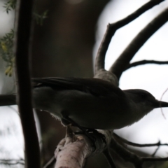 Colluricincla harmonica at South Bruny, TAS - 21 Sep 2022